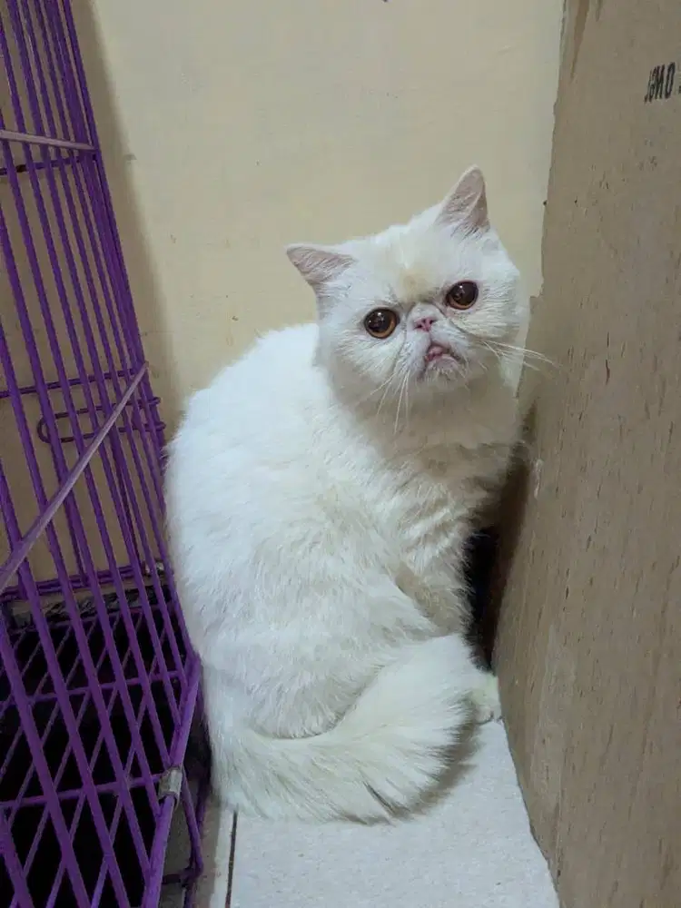 PERSIA PEAKNOSE EXOTIC JANTAN 7BULAN NONPED