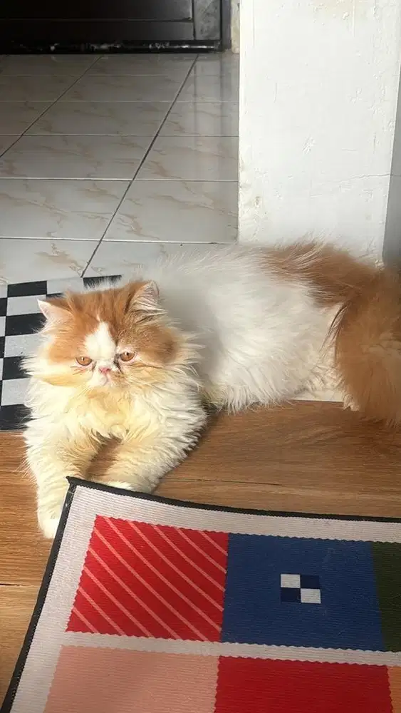 jual 2 kucing persia