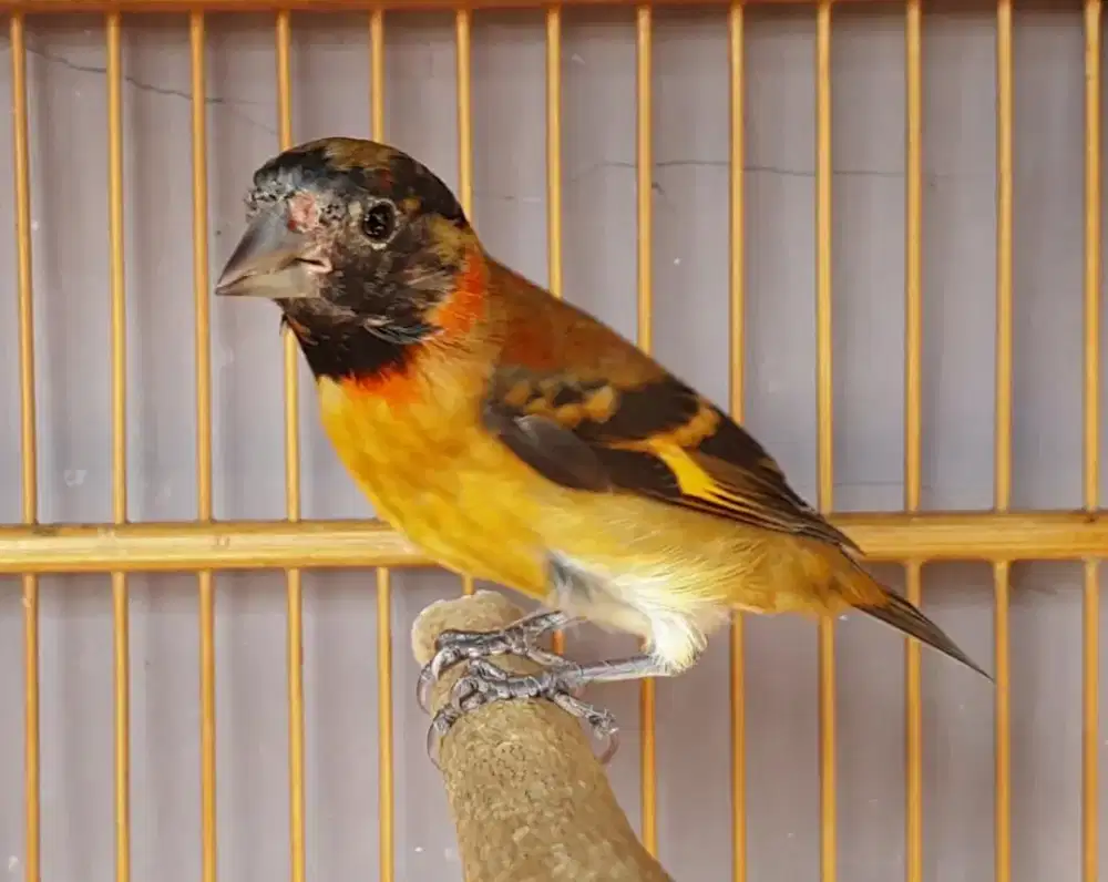 Red siskin klasik kaki hitam paud jantan