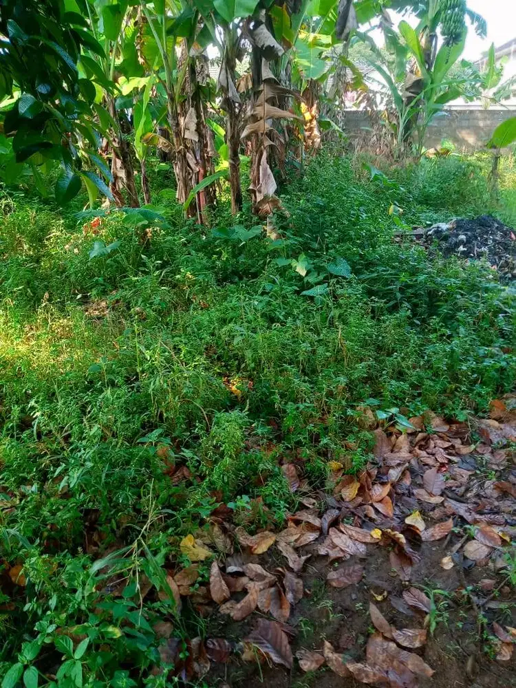 Di Jual Tanah dan Kolam Ikan