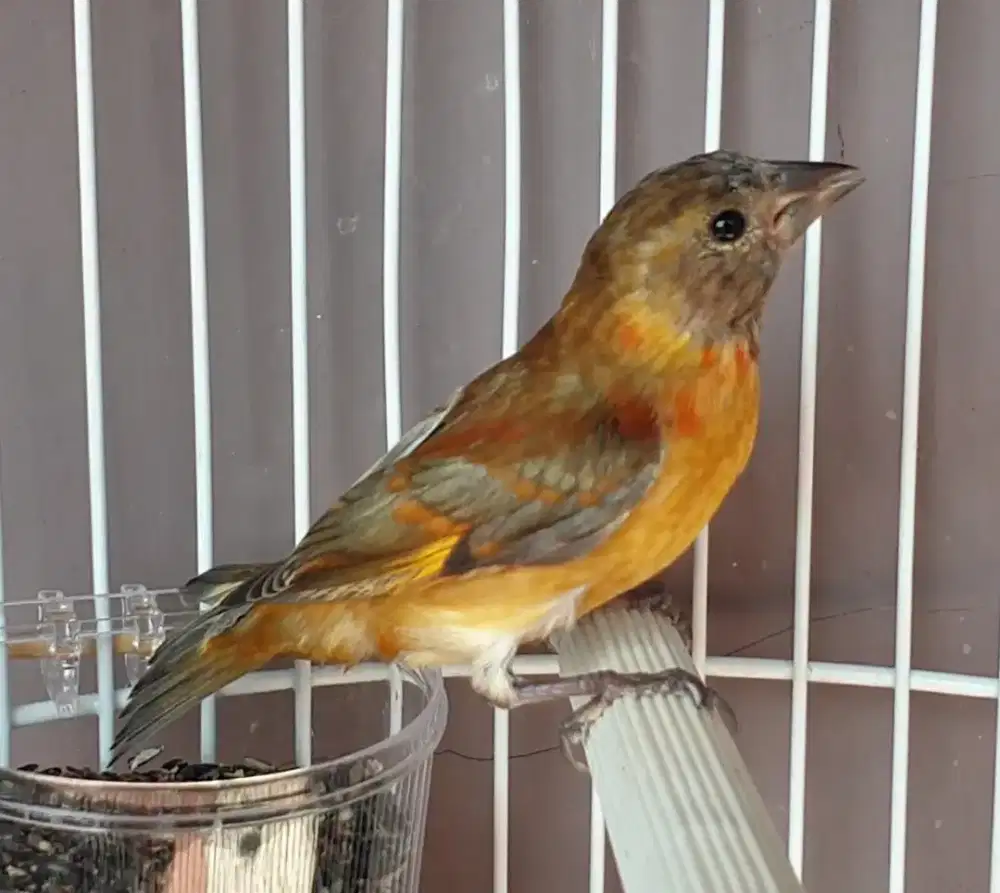 Red siskin dilute paud kaki hitam jantan