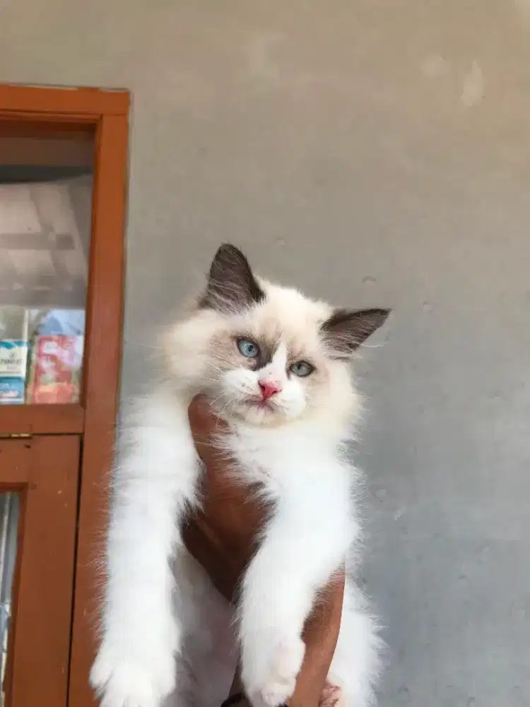 ANAK KUCING RAGDOLL KITTEN JANTAN BICO SIMETRIS
