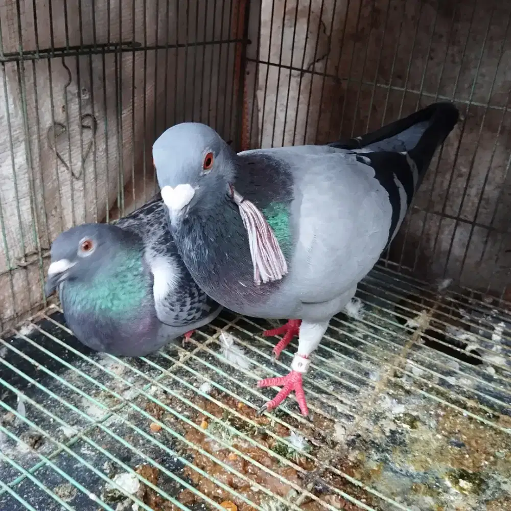 Merpati pos indukan
