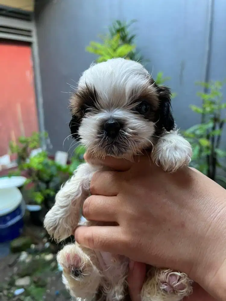 Anjing mini shitzu pure jantan, usia 2bln