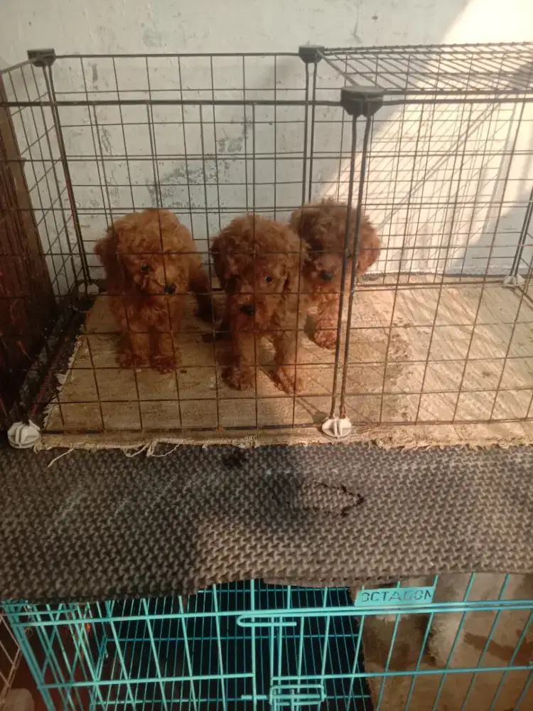 Anakan poodle jtn btn 1.5 bln