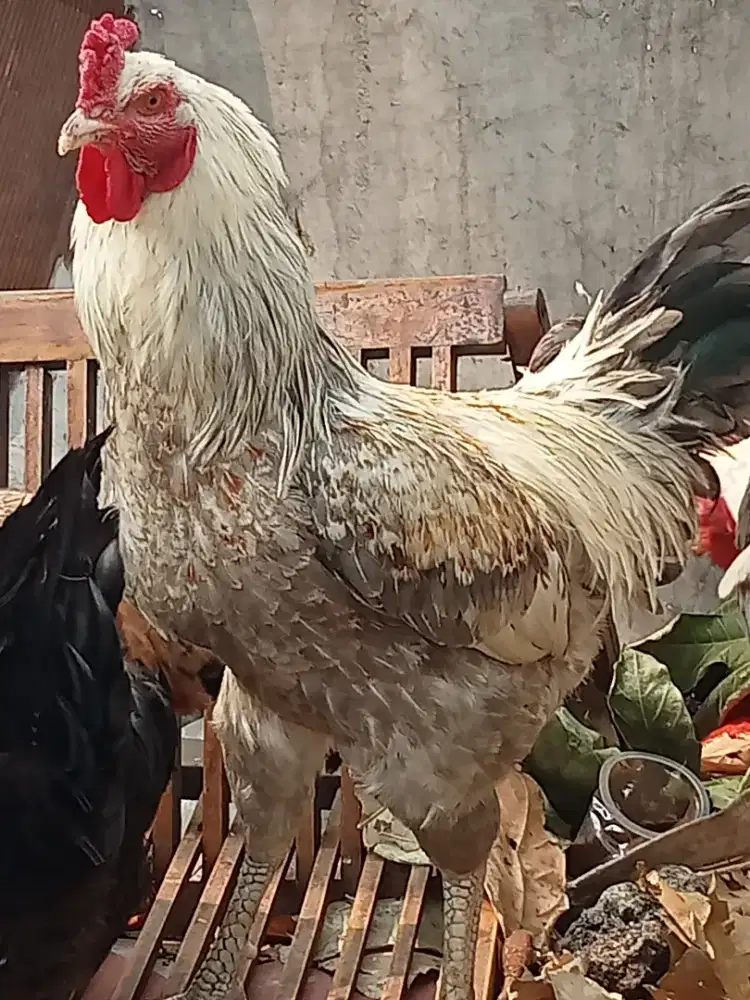 Ayam kampung blasteran pelung/bukan bangkok