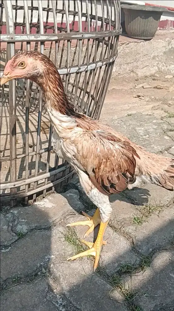 Ayam Bangkok Dedara