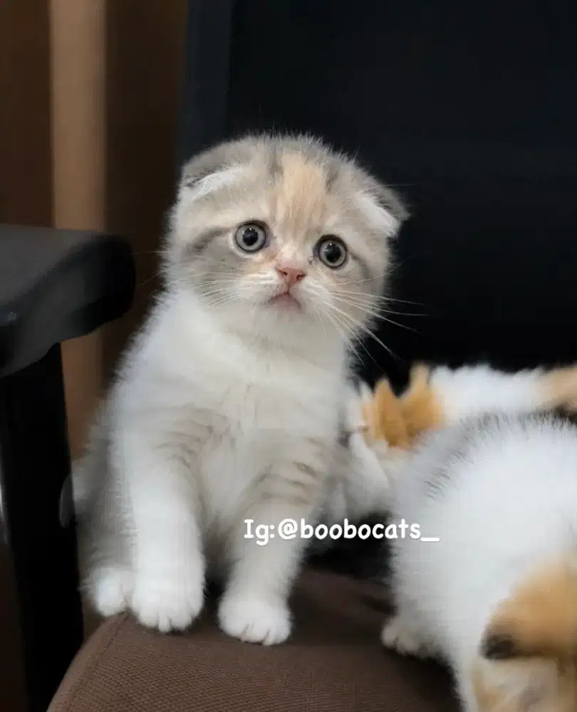 Kucing Scottish Triple Fold