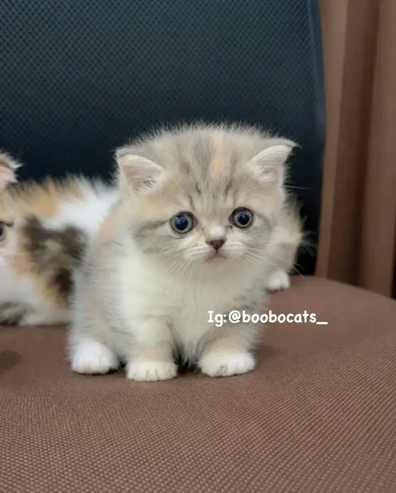 Kucing Munchkin Gaelic Straight
