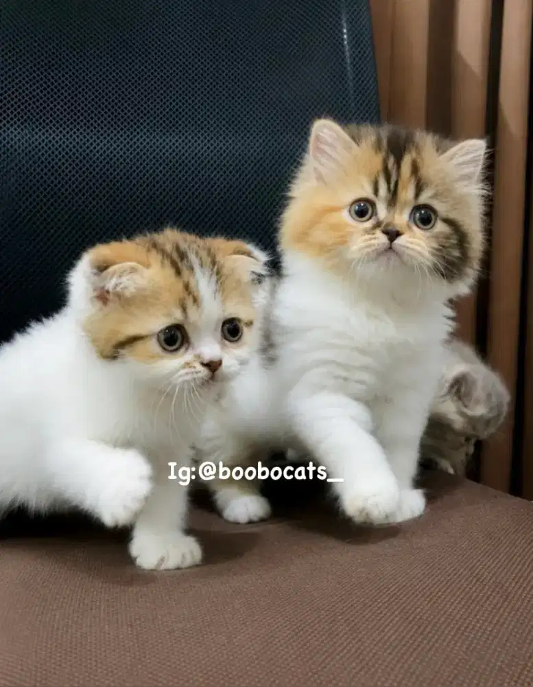 Kucing Scottish Fold