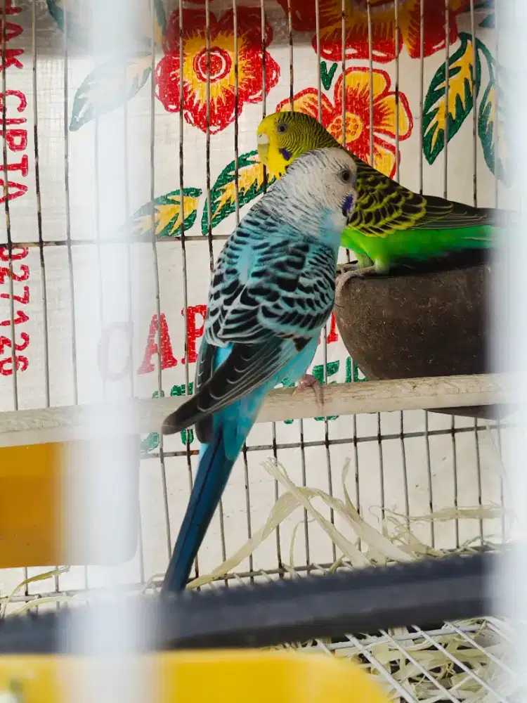 Burung Parkit Sepasang Warna Bagus ( Burja)