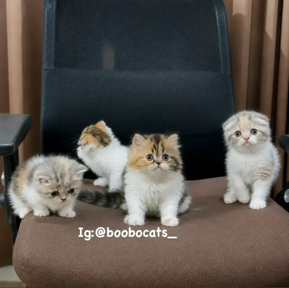 Anak kucing, munchkin, sf, Ns