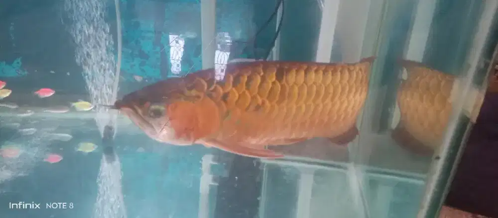 Ikan arwana golden red