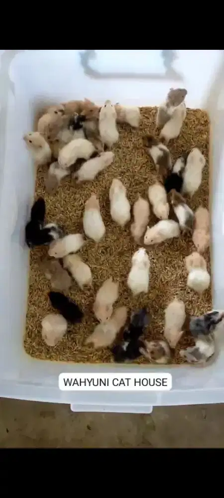 Hamster syrian anakan