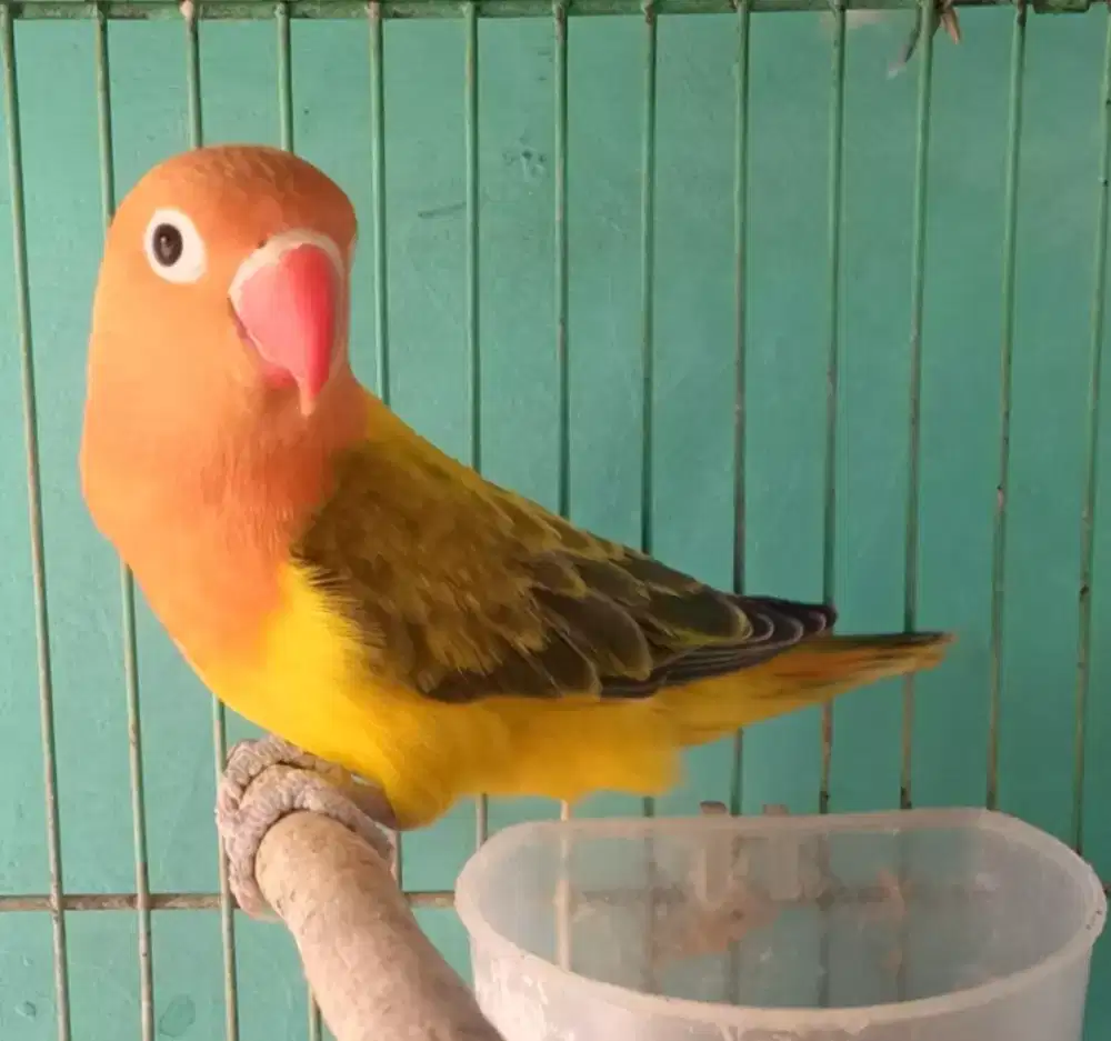 Seekor lovebird biola euwing