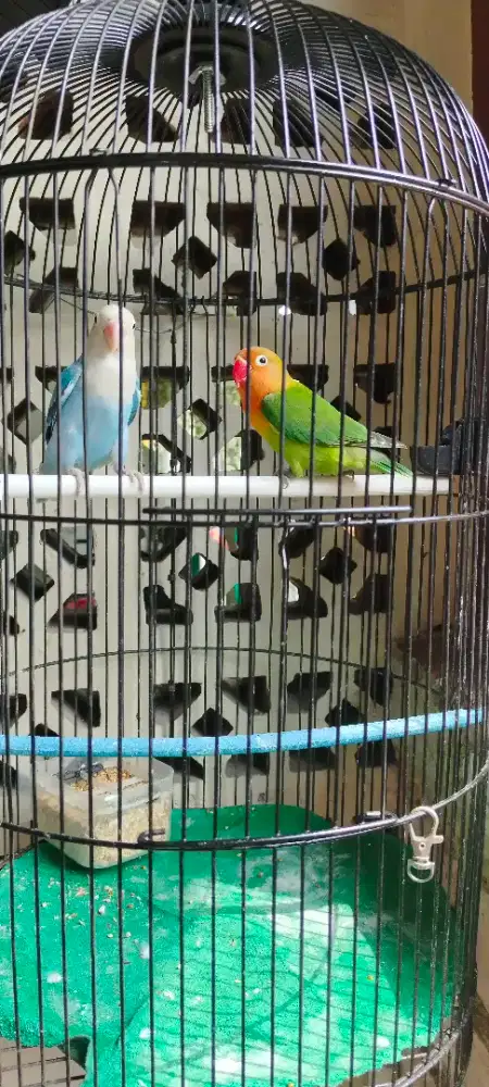 Jual Burja Lovebird Cakep Cibinong