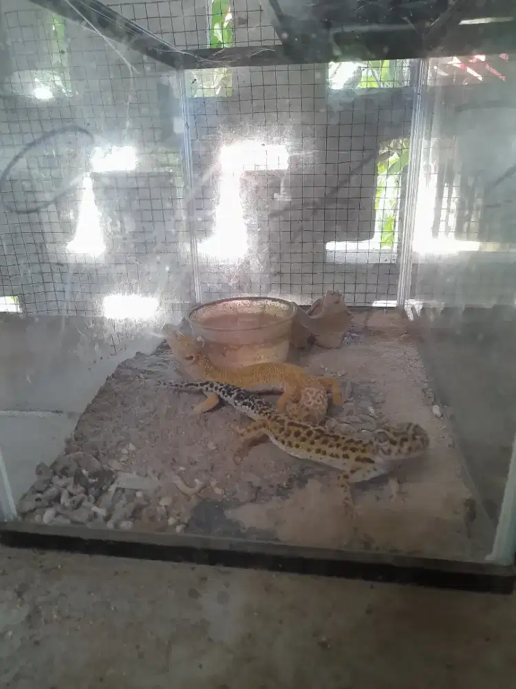Gecko sepasang dan box aquarium aklirik size L