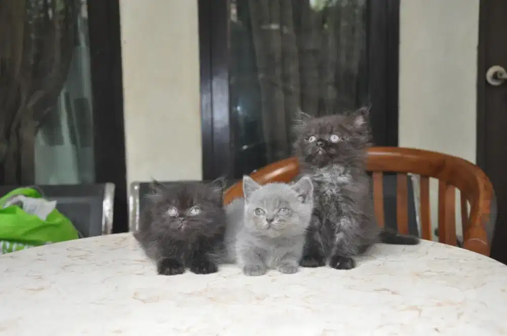 Bsh munchkin dengan 3 anaknya