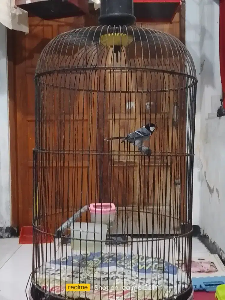 Glatik rajin bunyi