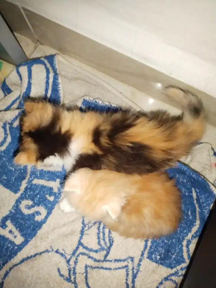 Kitten Persian mix ragdoll