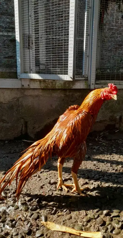 Ayam Jago Gondang Trah Ekor Lidi