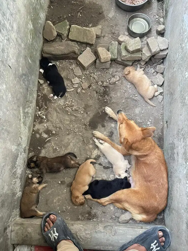 Anak anjing bulu panjang umur 1 bulan