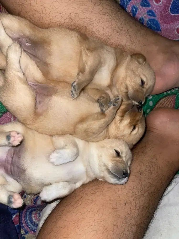 Anak anjing bulu panjang umur 1 bulan