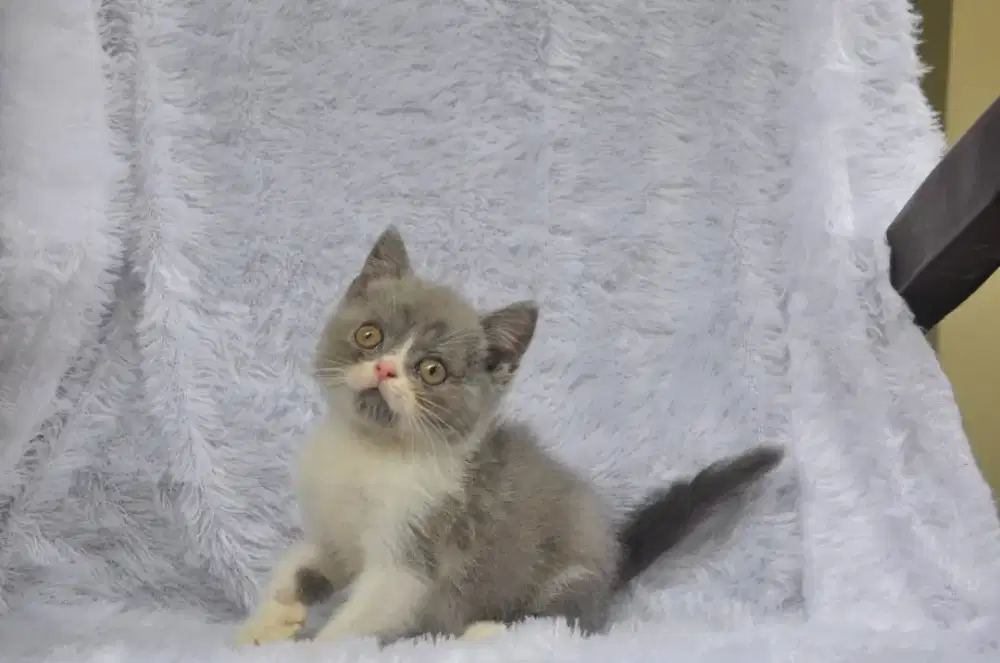 Bsh bico blue jantan