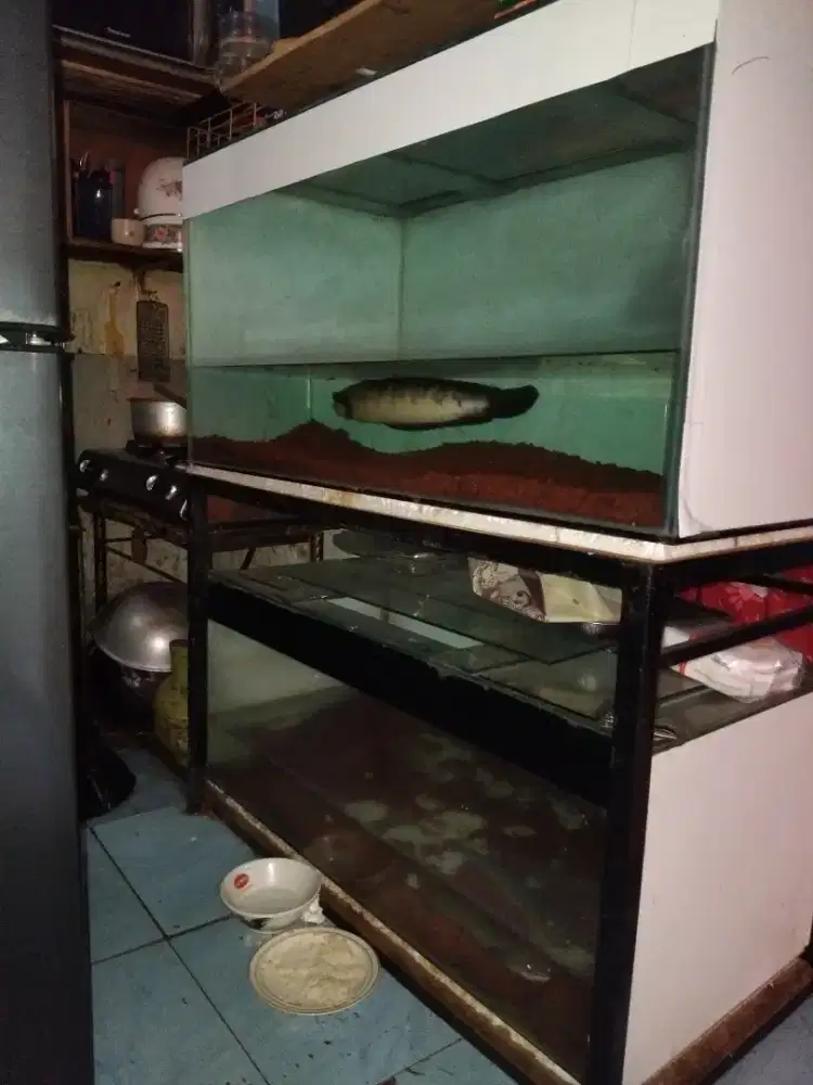 Aquarium Gratis Chana Maru