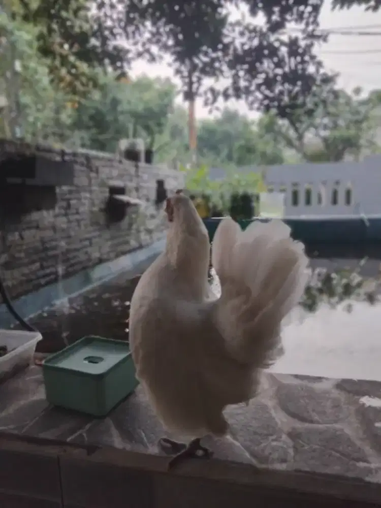 Ayam serama betina
