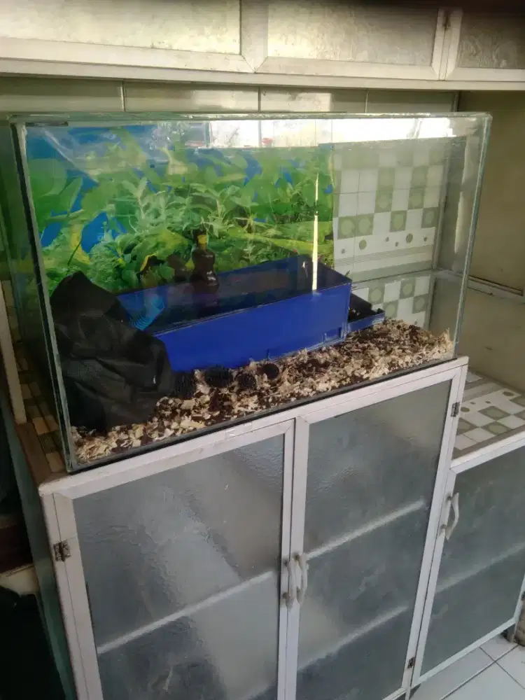 aquarium nya aja tanpa accesoris