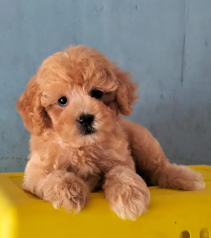 poodle pure jantan