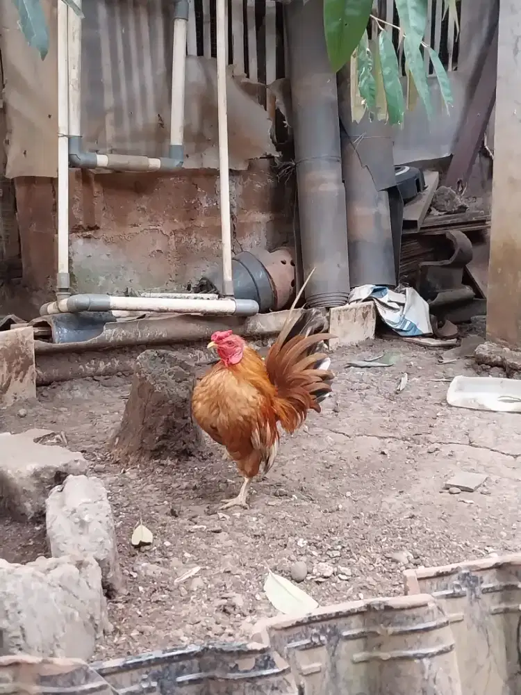 Ayam Hias Jantan