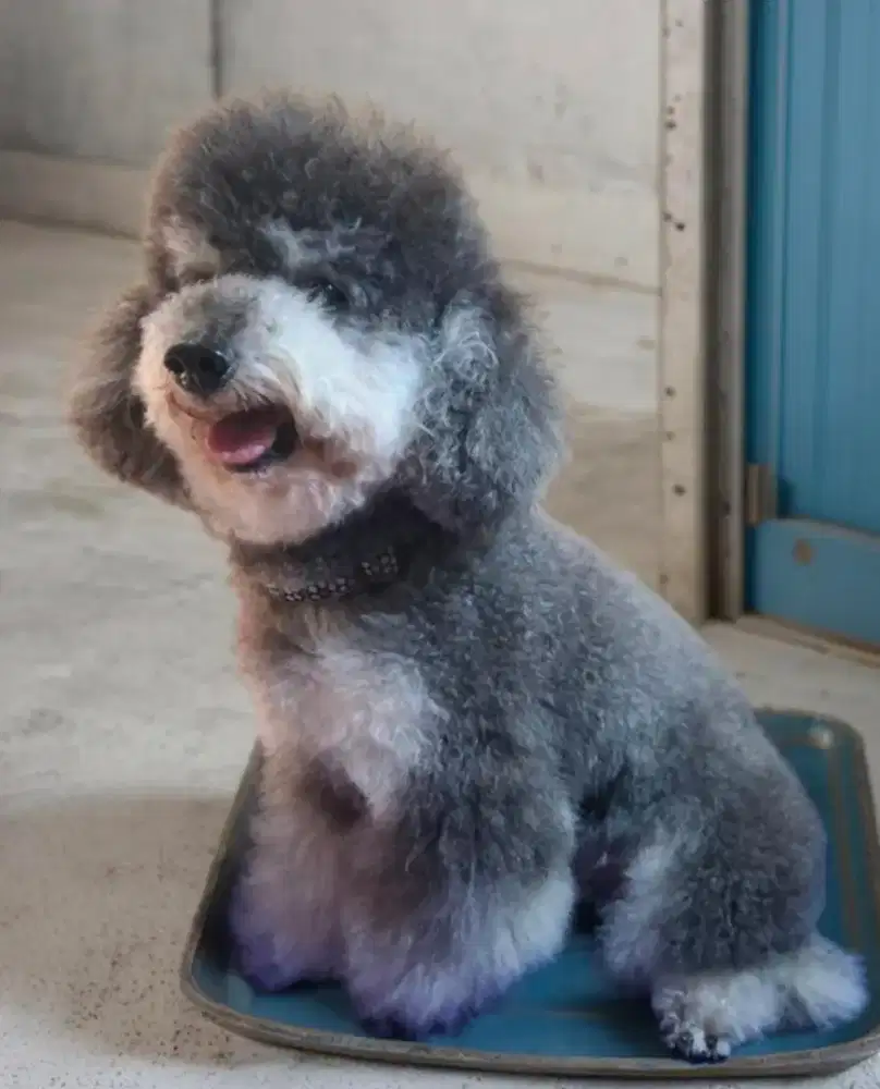 Toy Poodle silver phantom open pacak stambom