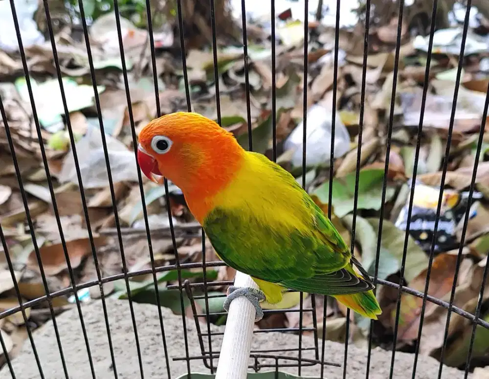 Burung lovebird bio euwing green