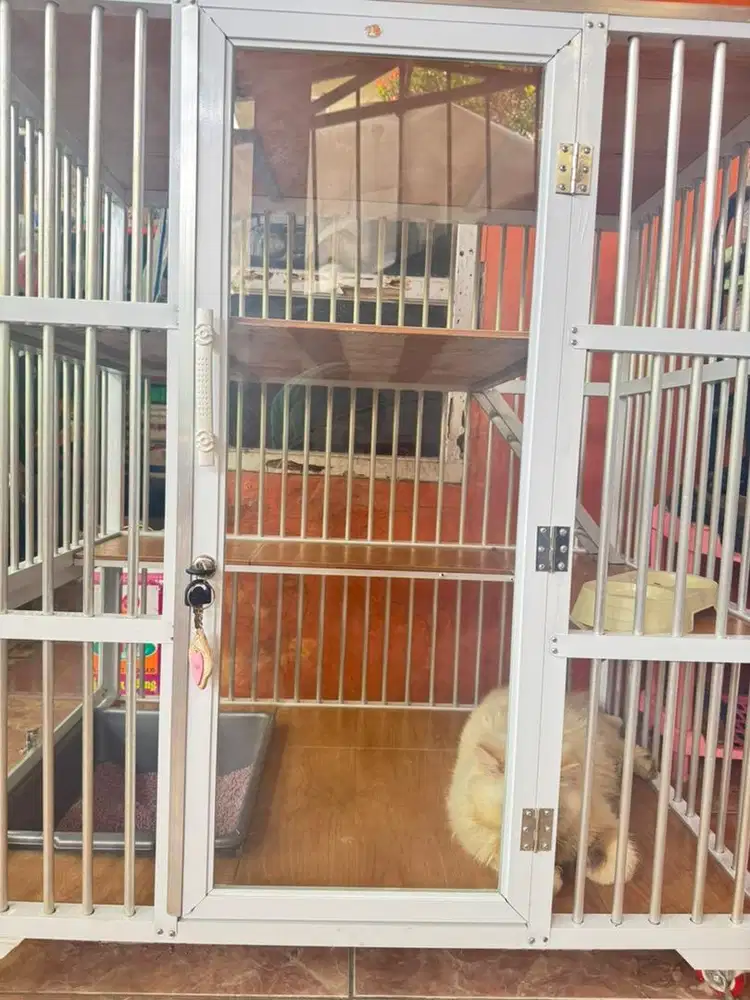 Lepas Adopt Kucing Persia Putih & Kandangnya