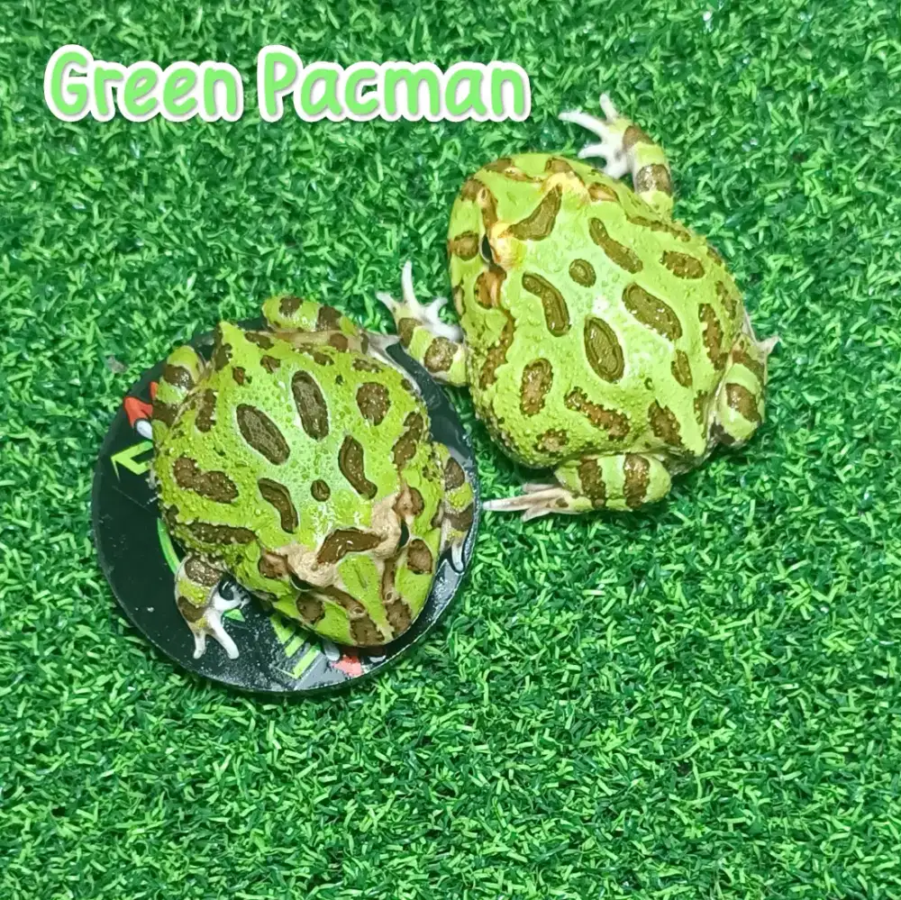 Kodok Pacman Brown dan Green