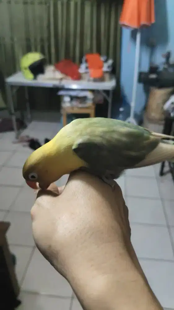 Lovebird dewasa