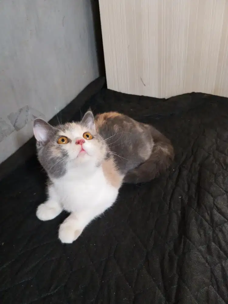 BSH BRITISH SHORT HAIR 4BULAN Dilute
