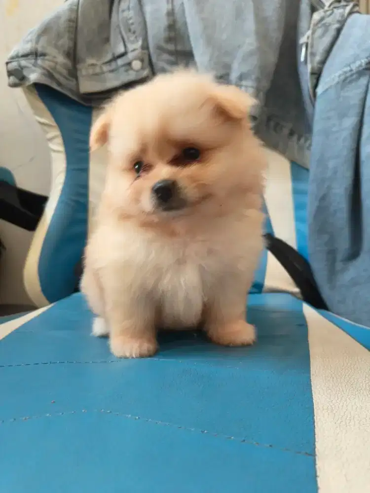 ANAK ANJING POM