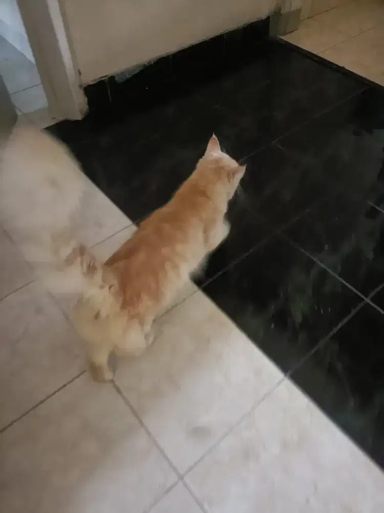 Open adopt sepasang kucing Maine coon usia 10 bulan