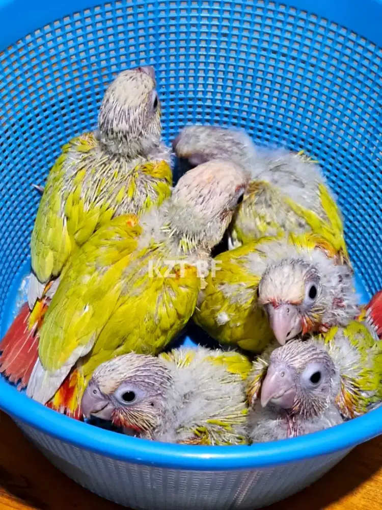 Sun cheek conure lolohan
