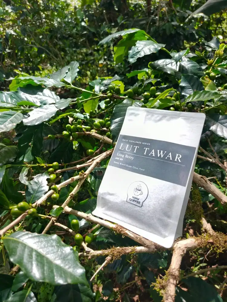 Tersedia Kopi Gayo original