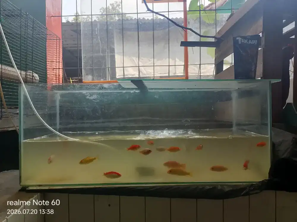 Aquarium, mesin & ikannya