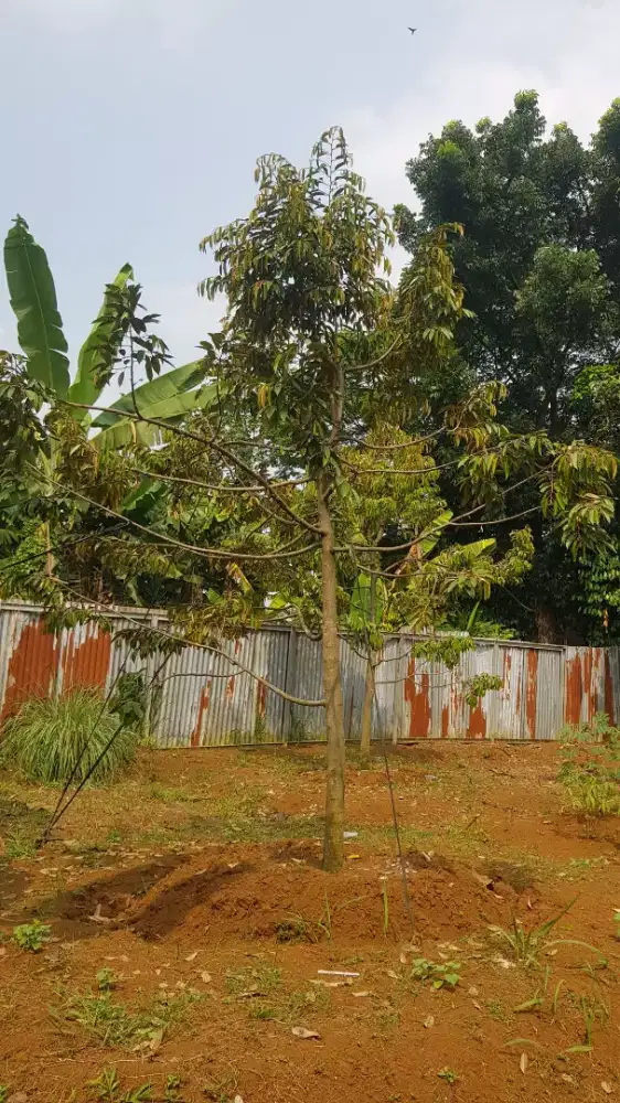 Pohon Durian Bawor