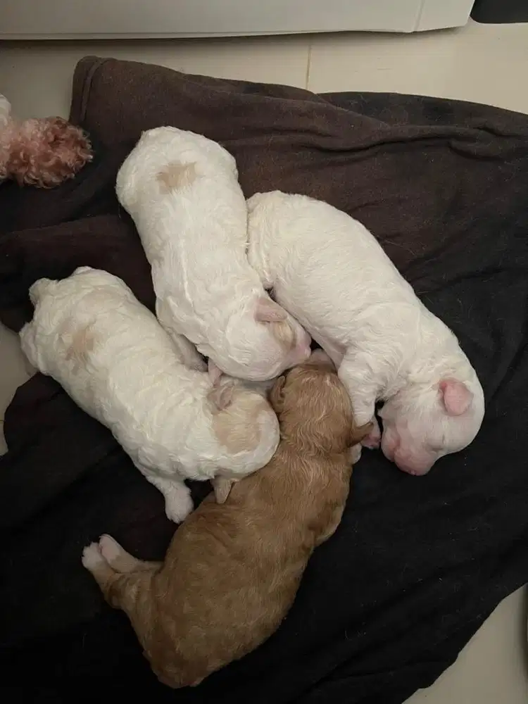 Poodle Tiny Parti Color puppy
