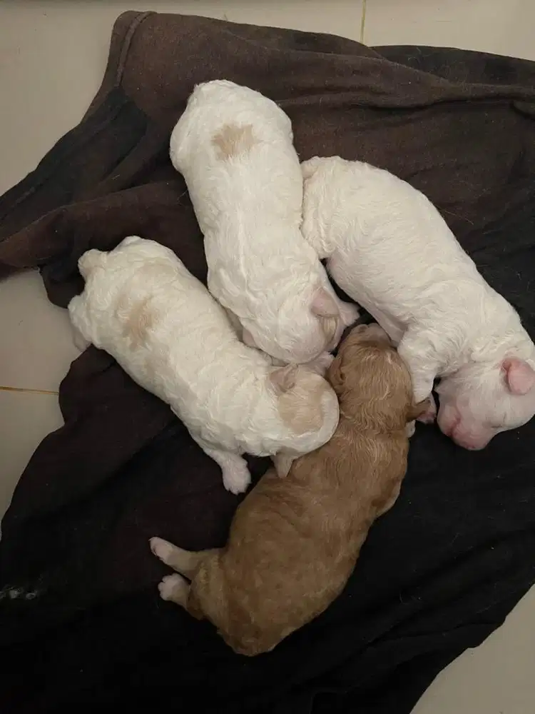 Poodle Tiny Parti Color puppy