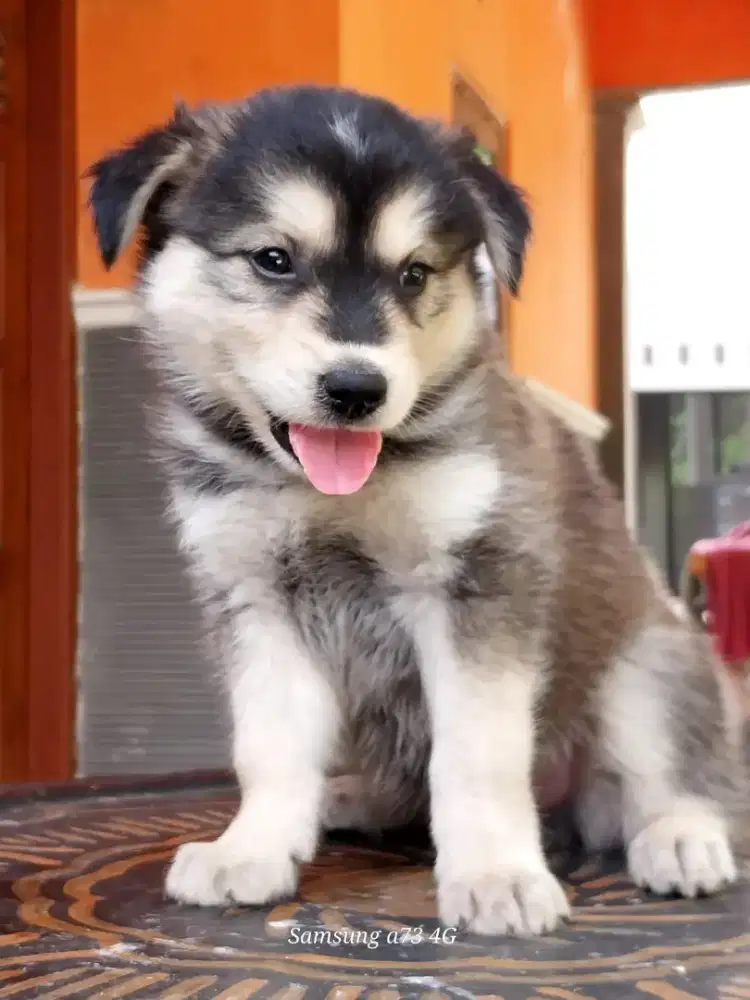 Anakan anjing ras nix