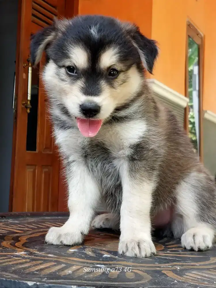 Anakan anjing ras mix