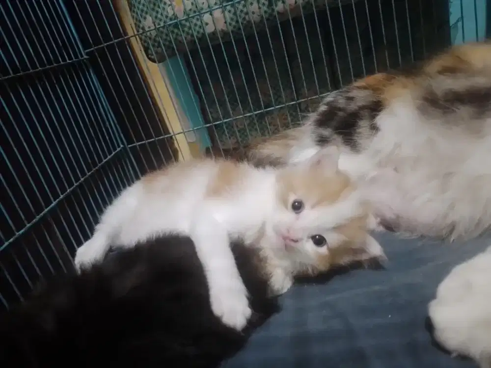 KItten oyen putih (betina)